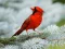 Peli Birds Puzzle verkossa