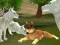 Peli Wild Wolves Hunger Attack verkossa