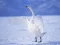 Peli Graceful Swans verkossa