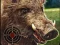 Peli Boar Hunting Jigsaw verkossa