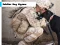 Peli Soldier Dog Jigsaw verkossa