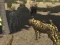 Peli African Cheetah Hunting Simulator verkossa