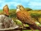 Peli Birds of Prey Slide verkossa