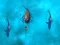 Peli Avoid the Sharks verkossa
