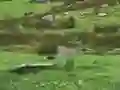 Peli Pigeons Hunting verkossa