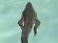 Peli Crocodile Simulator Beach Hunt verkossa