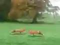 Peli Hunted Fox verkossa