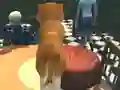 Peli Dog Simulator: Puppy Craft verkossa
