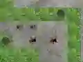 Peli Spider Tower Defence verkossa
