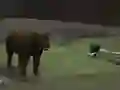 Peli Bear Den verkossa