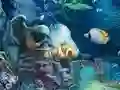 Peli Sunken Gold verkossa