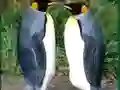 Peli Penguin Puzzle verkossa