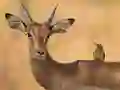 Peli Wild Deer Jigsaw verkossa