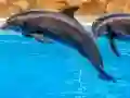 Peli Sea Dolphin Jigsaw verkossa