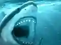 Peli Hungry Shark verkossa