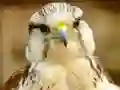 Peli Gyrfalcon Jigsaw verkossa