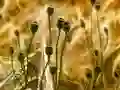 Peli Poppy Bud Jigsaw verkossa