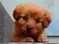 Peli Puppy Puzzle verkossa