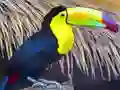 Peli Toucan Bird Jigsaw verkossa