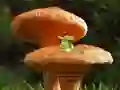 Peli Mushroom Plant Land Escape verkossa