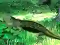 Peli Lizard Forest Escape verkossa