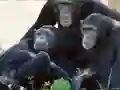 Peli Funny Chimpanzee Jungle Escape verkossa