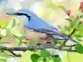 Peli Hidden Spots Birds verkossa