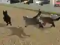 Peli Run Cat Cat Race verkossa