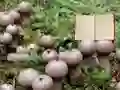 Peli Lycoperdon Mushroom Land Escape verkossa