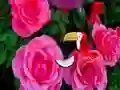 Peli Precious Rose Escape verkossa