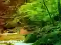 Peli Peaceful Rainbow Forest Escape verkossa