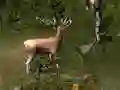 Peli Sniper Hunting Deadly Animal verkossa