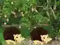 Peli Escape From Mango Farm verkossa