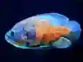 Peli Tiger Fish Jigsaw verkossa