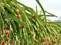 Peli Dragon Fruit Animal Escape verkossa