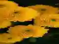Peli Chrysanthemums Jigsaw verkossa