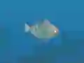 Peli Fish Companions verkossa