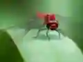 Peli Dragon Fly Jigsaw verkossa
