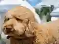Peli Labradoodle Jigsaw verkossa