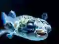 Peli Puffer Fish Jigsaw verkossa