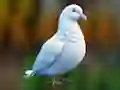 Peli Realistic Pigeon Rescue verkossa