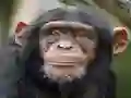 Peli Chimpanzee Jigsaw verkossa