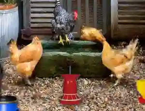 Peli Poultry Farm Easter Escape verkossa