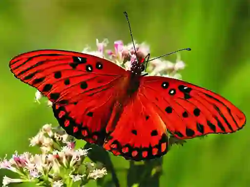 Peli Nature Jigsaw Puzzle Butterfly verkossa