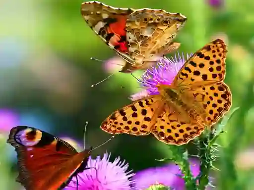 Peli Butterfly Slide verkossa