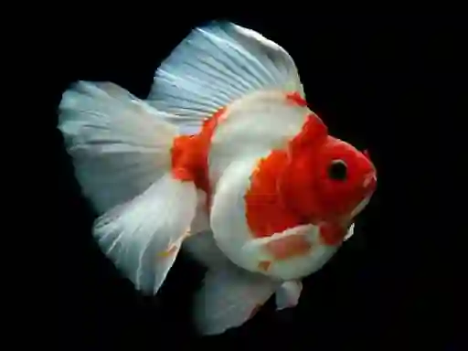 Peli Gold Fish Jigsaw Puzzle verkossa