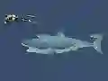 Peli Mad Shark verkossa