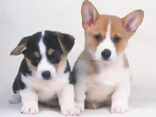 Peli Cute Puppies Puzzle verkossa