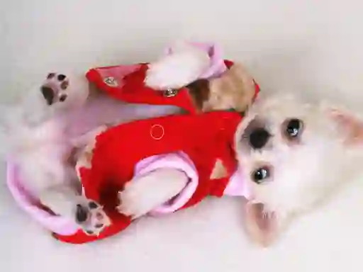 Peli Lovely Puppy Slide verkossa