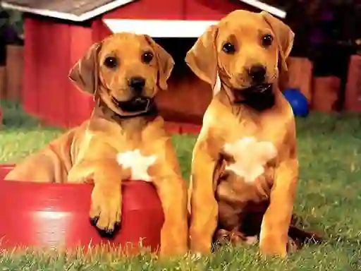 Peli Puppy Pairs Puzzle verkossa